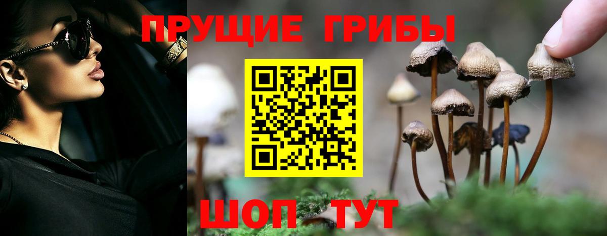 Псилоцибиновые грибы Cubensis  хочу наркоту  Чайковский  Вход с VPN 